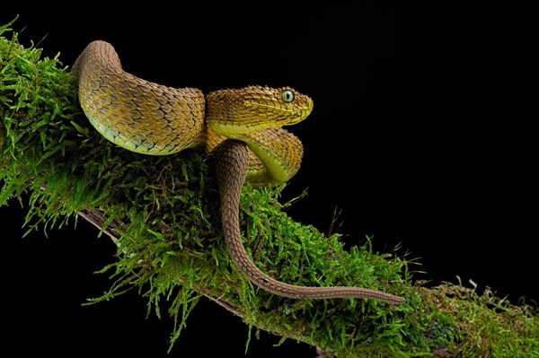 Bush viper (Atheris squamigera)