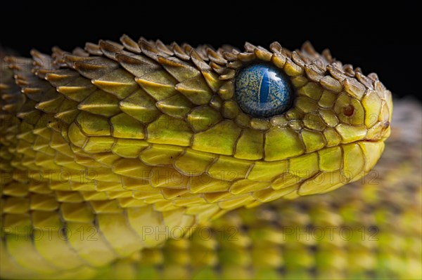 Bush viper (Atheris squamigera)