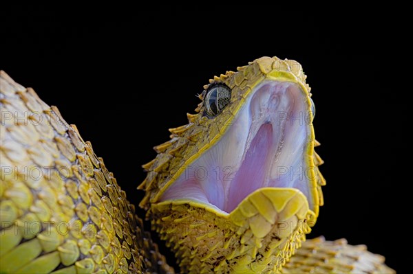 Bush viper (Atheris squamigera)