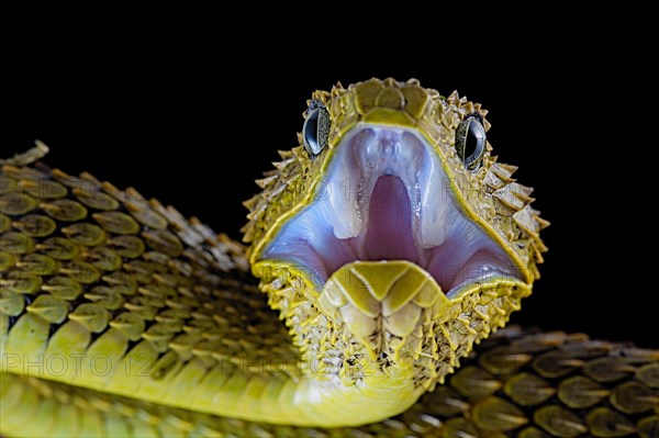 Bush viper (Atheris squamigera)