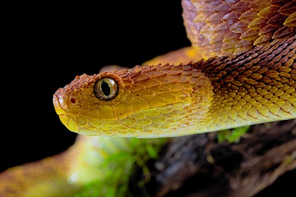 Bush viper (Atheris squamigera)