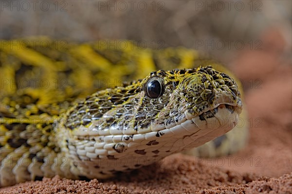 Puff adder (Bitis arietans)