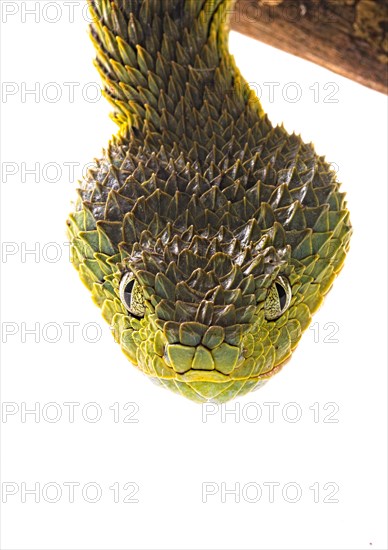 Bush viper (Atheris squamigera)