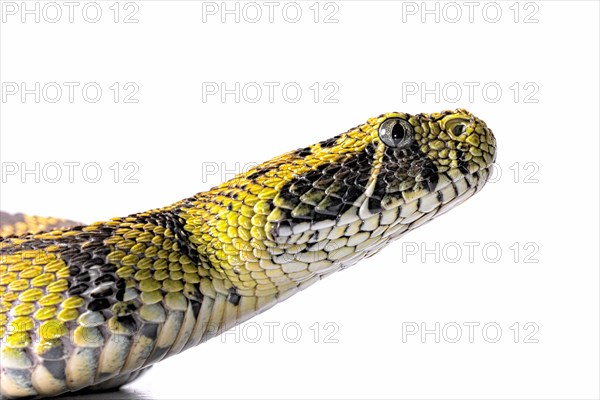 Ethiopian mountain adder (Bitis parviocula)