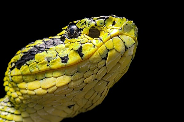 Talamancan palm-pitviper (Bothriechis nubestris)