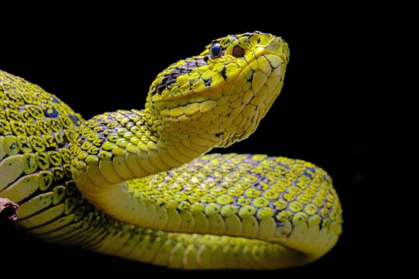 Talamancan palm-pitviper (Bothriechis nubestris)