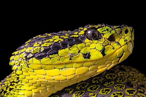 Talamancan palm-pitviper (Bothriechis nubestris)