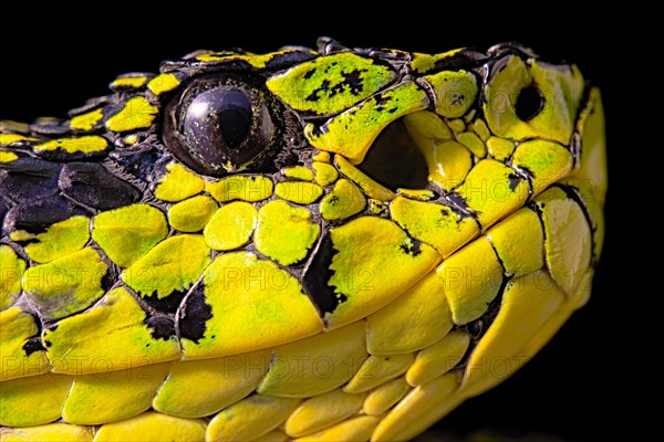 Talamancan palm-pitviper (Bothriechis nubestris)