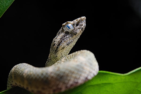 Eyelash Pit Viper (Bothriechis schlegelii)