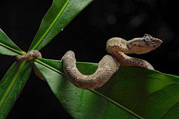 Eyelash Pit Viper (Bothriechis schlegelii)