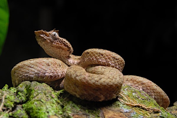 Eyelash Pit Viper (Bothriechis schlegelii)