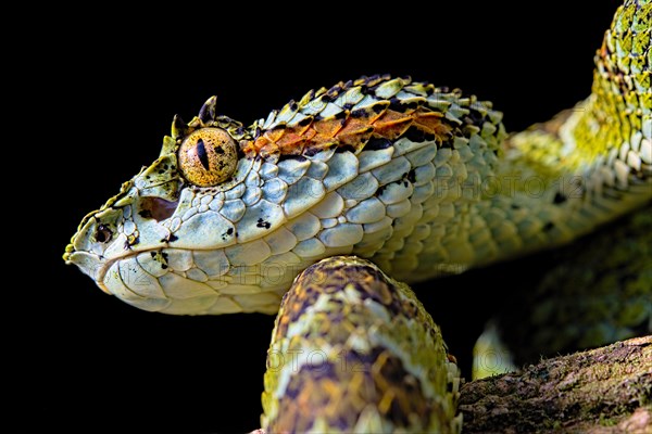 Blotched palm-pit viper (Bothriechis supraciliaris)