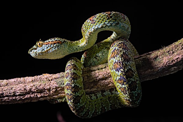 Blotched palm-pit viper (Bothriechis supraciliaris)