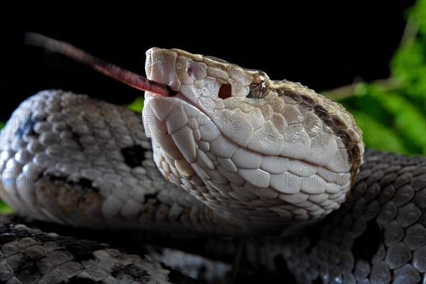 Small-eyed toad-headed pitviper (Bothrocophias microphthalmus)