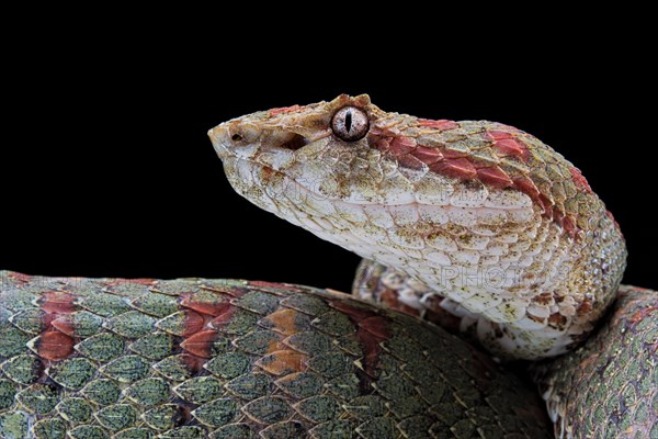 Eyelash Pit Viper (Bothriechis schlegelii)