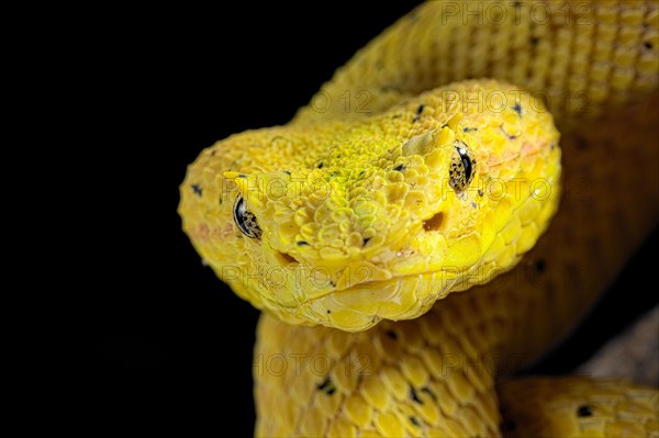 Eyelash Pit Viper (Bothriechis schlegelii)