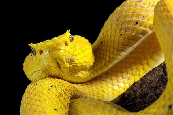 Eyelash Pit Viper (Bothriechis schlegelii)