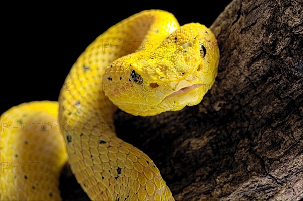 Eyelash Pit Viper (Bothriechis schlegelii)