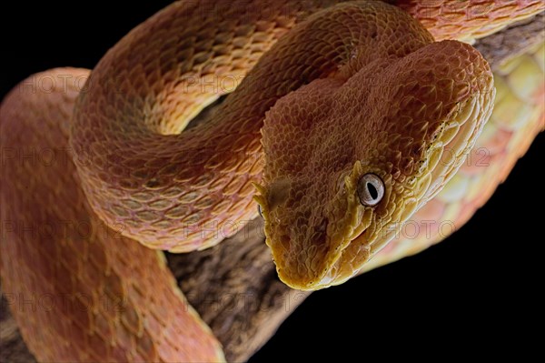 Eyelash Pit Viper (Bothriechis schlegelii)