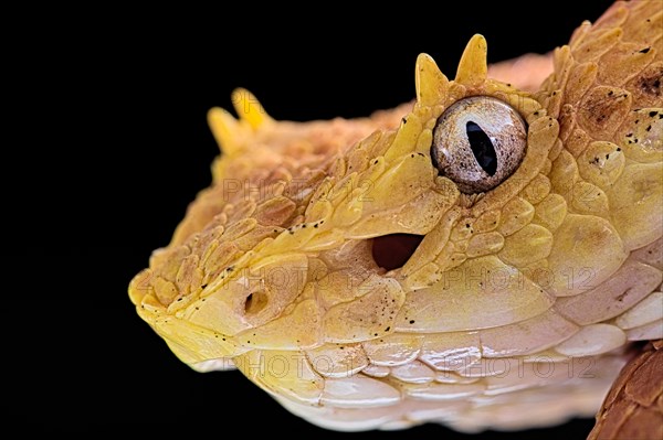 Eyelash Pit Viper (Bothriechis schlegelii)