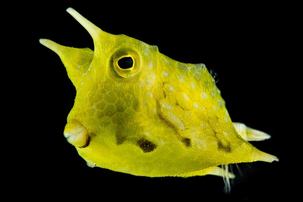 Longhorn cowfish (Lactoria cornuta)