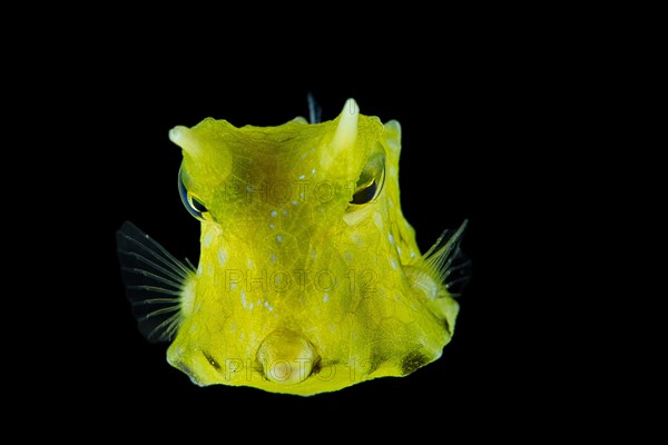 Longhorn cowfish (Lactoria cornuta)