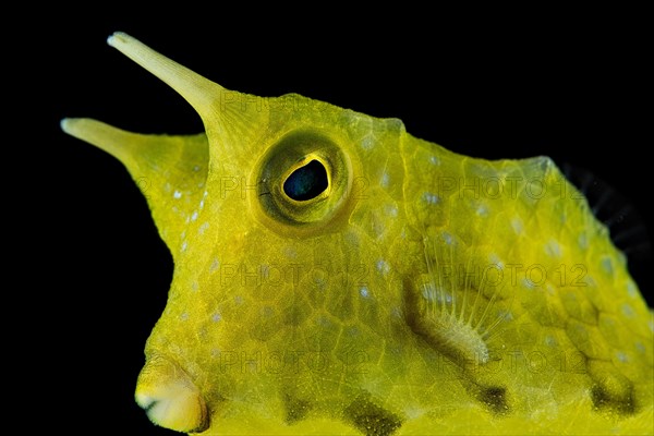 Longhorn cowfish (Lactoria cornuta)