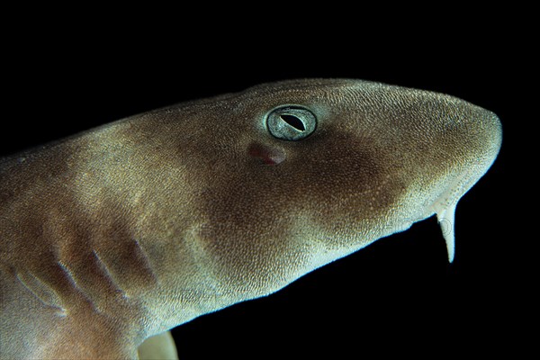 Grey bamboo shark (Chiloscyllium griseum)