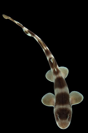 Grey bamboo shark (Chiloscyllium griseum)