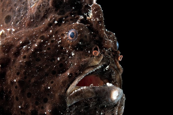 Painted frogfish (Antennarius pictus)