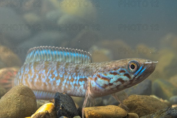 Rainbow Snakehead (Channa bleheri)