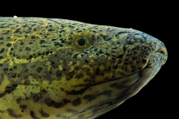 Marbled Lungfish (Protopterus aethiopicus)