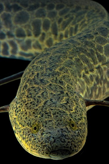 Marbled Lungfish (Protopterus aethiopicus)