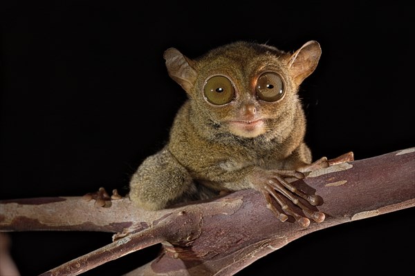 Horsfield's tarsier (Cephalopachus bancanus)