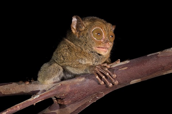 Horsfield's tarsier (Cephalopachus bancanus)