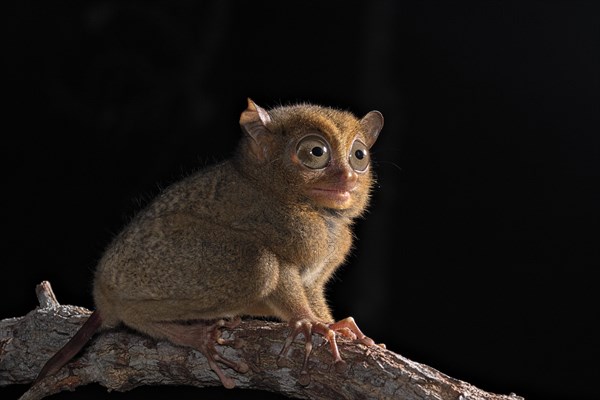 Horsfield's tarsier (Cephalopachus bancanus)