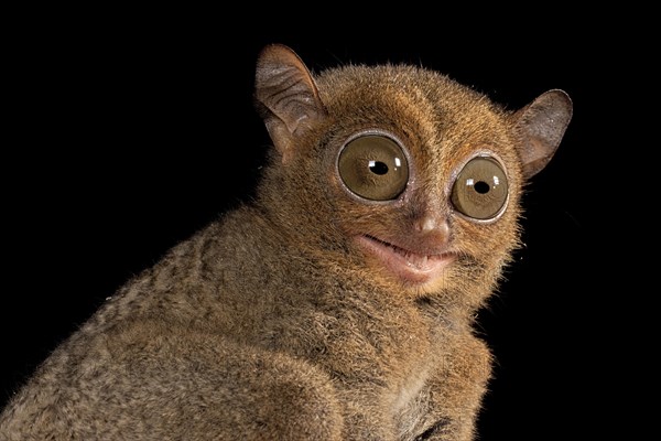 Horsfield's tarsier (Cephalopachus bancanus)