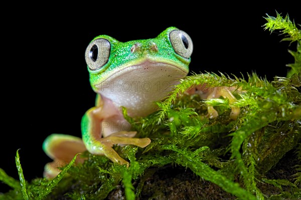 Lemur leaf frog (Agalychnis lemur) on mossy ground