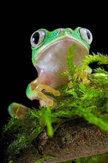 Lemur leaf frog (Agalychnis lemur) on mossy ground