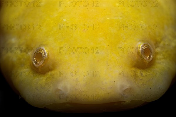 Axolotl (Ambystoma mexicanum) captive. Mexico