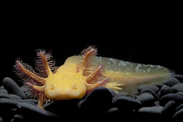 Axolotl (Ambystoma mexicanum) captive. Mexico