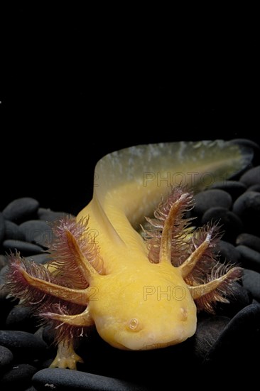 Axolotl (Ambystoma mexicanum) captive. Mexico