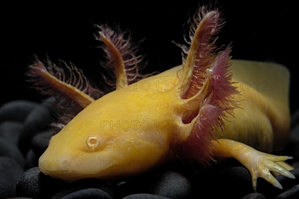 Axolotl (Ambystoma mexicanum) captive. Mexico