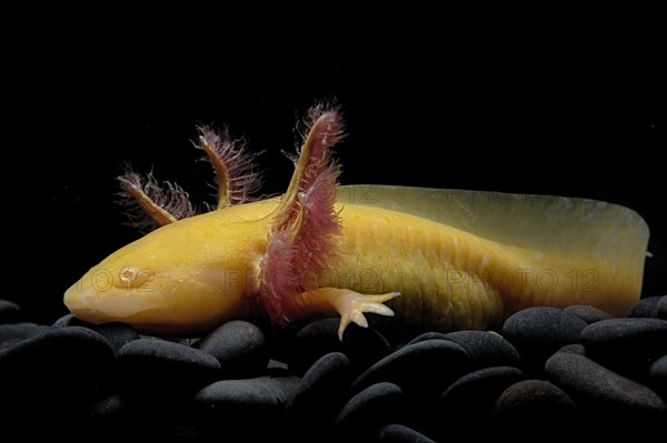 Axolotl (Ambystoma mexicanum)