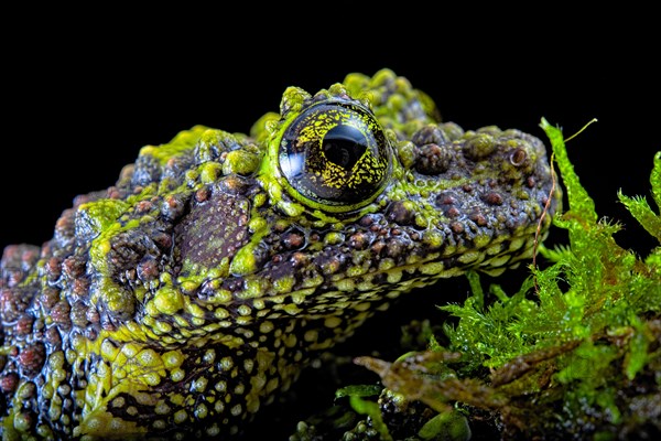 Mossy frog (Theloderma corticale)