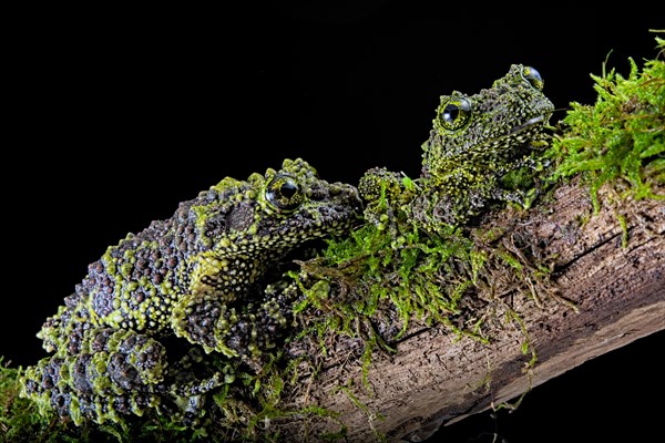 Two Mossy frogs (Theloderma corticale)