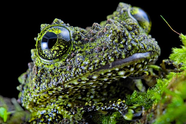 Mossy frog (Theloderma corticale)