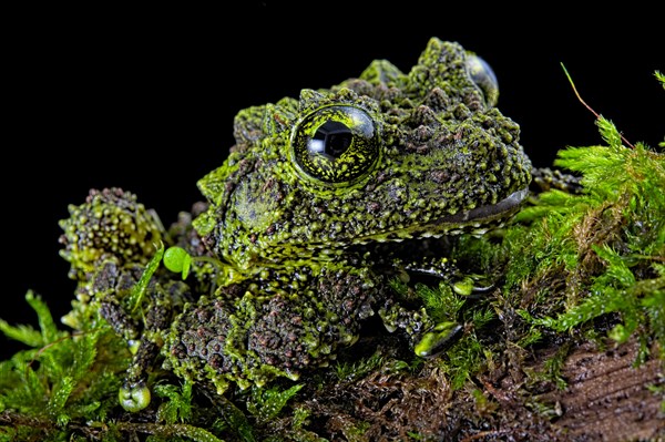 Mossy frog (Theloderma corticale)