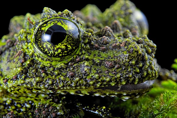 Mossy frog (Theloderma corticale)