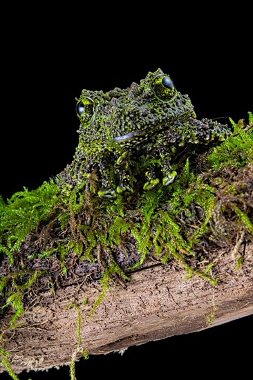 Mossy frog (Theloderma corticale)